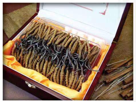 庐阳冬虫夏草回收